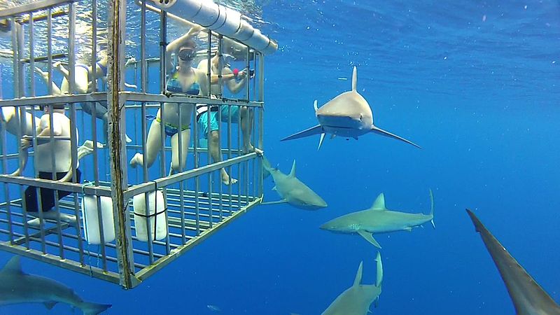 https://hawaiisharkencounters.com/shark-cage-diving/